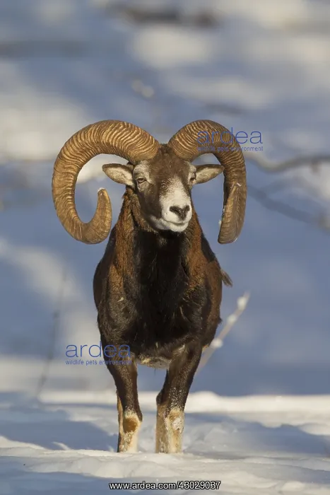  : Mouflon - ram in snow - Germany