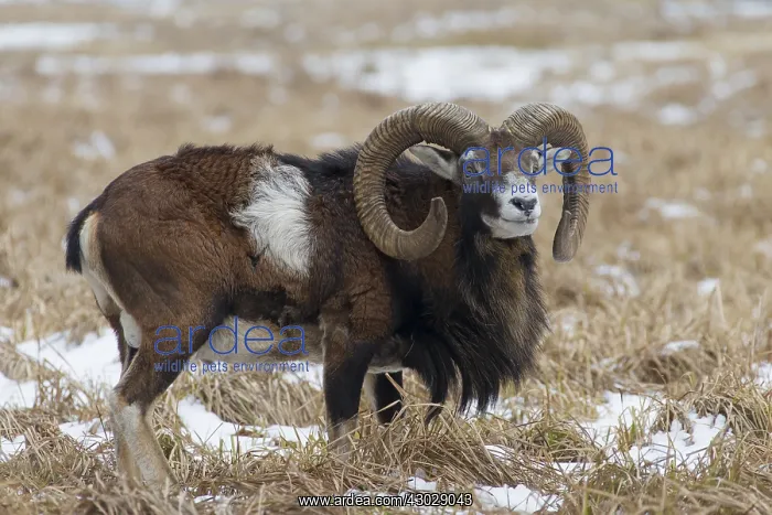  : Mouflon - ram in snow - Germany