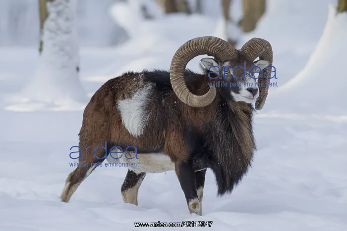  : Mouflon - ram in snow - Germany