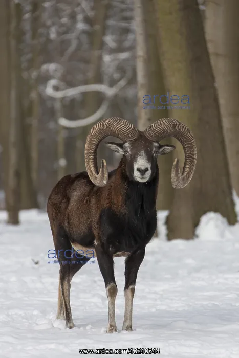  : Mouflon - ram in snow - Germany