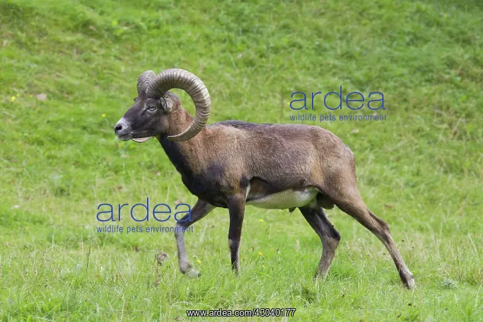  : Mouflon ram in summer