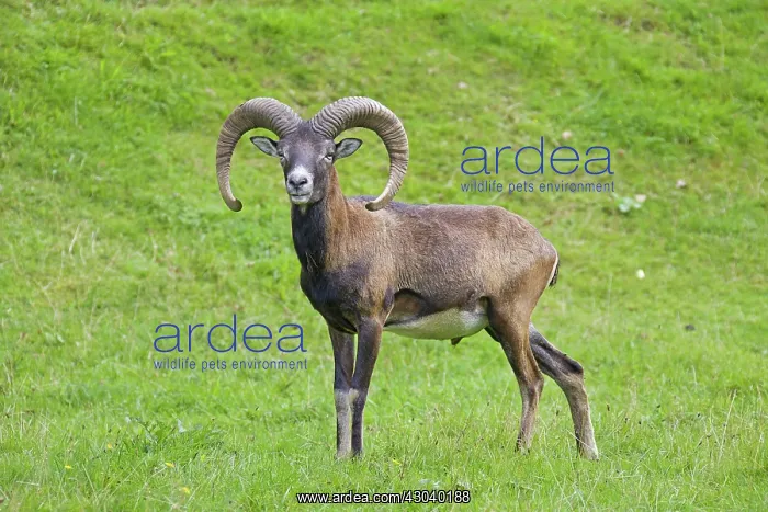  : Mouflon ram in summer