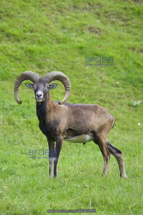  : Mouflon ram in summer