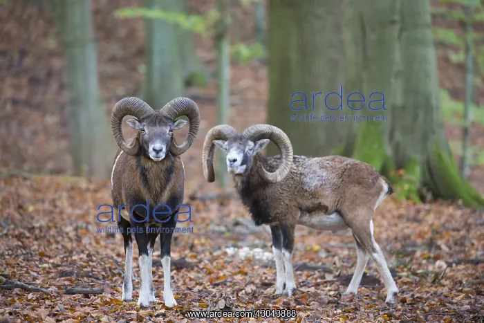  : Mouflon - two rams in autumn, Germany