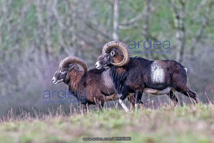 : Mouflon Rams. Haute Saone, France : Mouflon Rams. Haute Saone, France