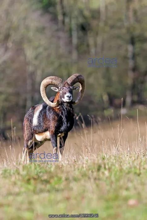 : Mouflon Rams. Haute Saone, France : Mouflon Rams. Haute Saone, France