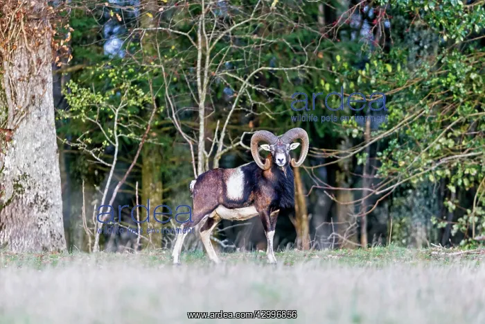 : Mouflon Rams. Haute Saone, France : Mouflon Rams. Haute Saone, France