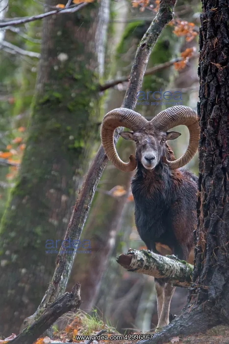  : Mouflon Rams. Haute Saone, France