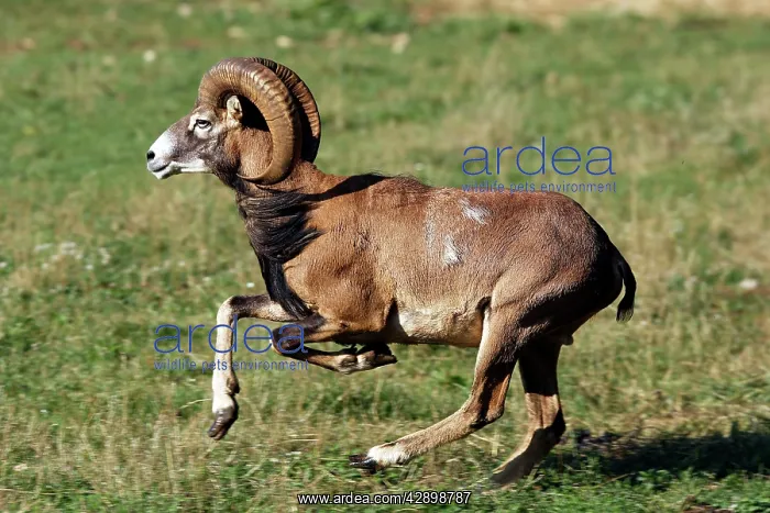 : Mouflon - running : Mouflon - running