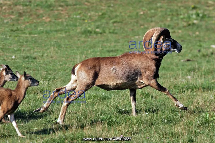 : Mouflon - running : Mouflon - running