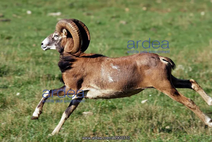 : Mouflon - running : Mouflon - running
