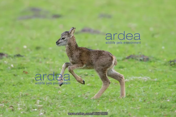 : Mouflon - running lamb - Germany : Mouflon - running lamb - Germany