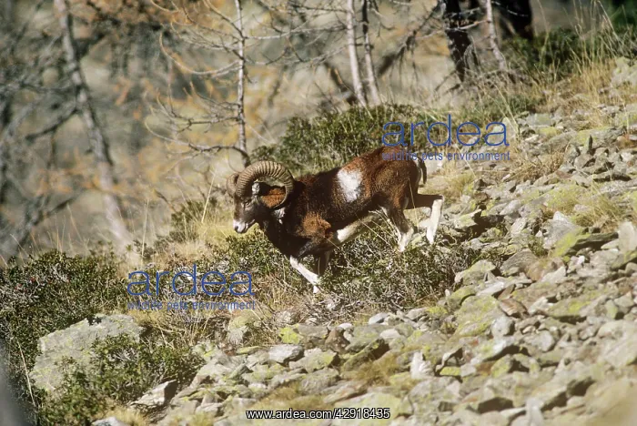 : Mouflon Sheep - male : Mouflon Sheep - male