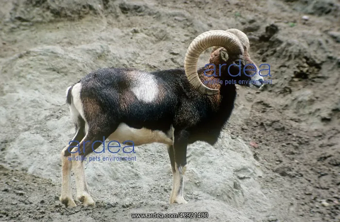 : Mouflon Sheep - male : Mouflon Sheep - male