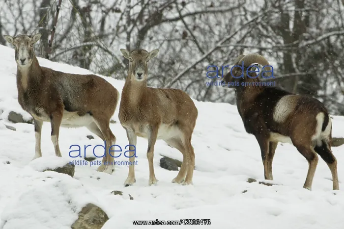  : Mouflon Sheep - Ram (right) and ewes in snow covered