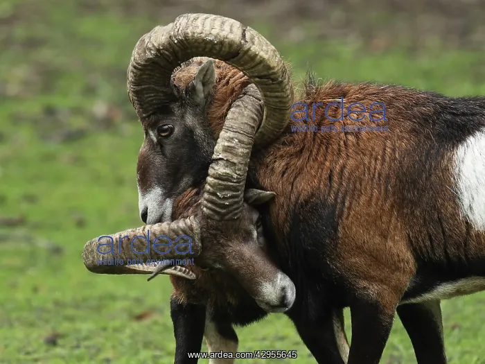 : Mouflon Sheep - Rams fighting getting their horns stuck : Mouflon Sheep - Rams fighting getting their horns stuck