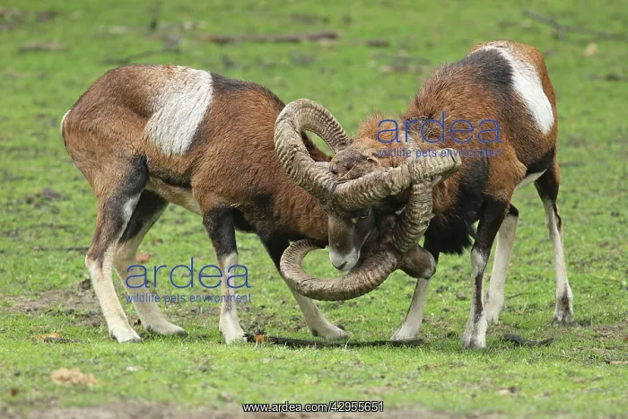 : Mouflon Sheep - Rams fighting getting their horns stuck : Mouflon Sheep - Rams fighting getting their horns stuck