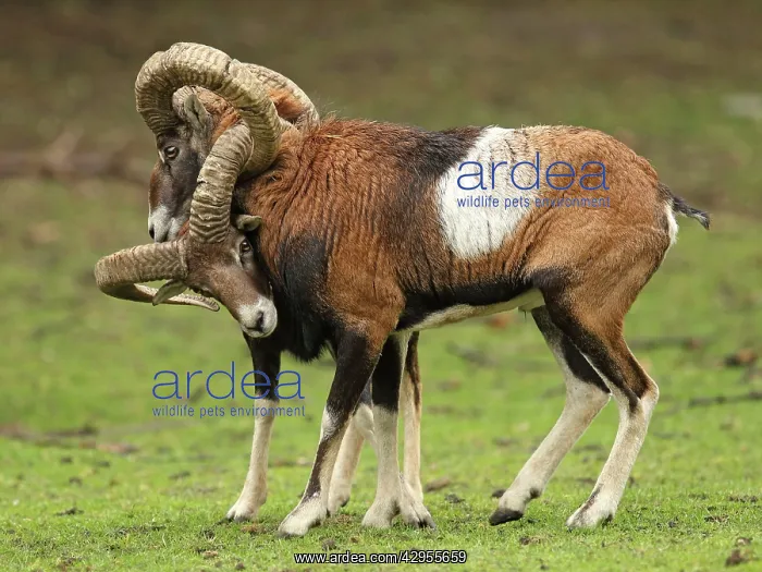 : Mouflon Sheep - Rams fighting getting their horns stuck : Mouflon Sheep - Rams fighting getting their horns stuck