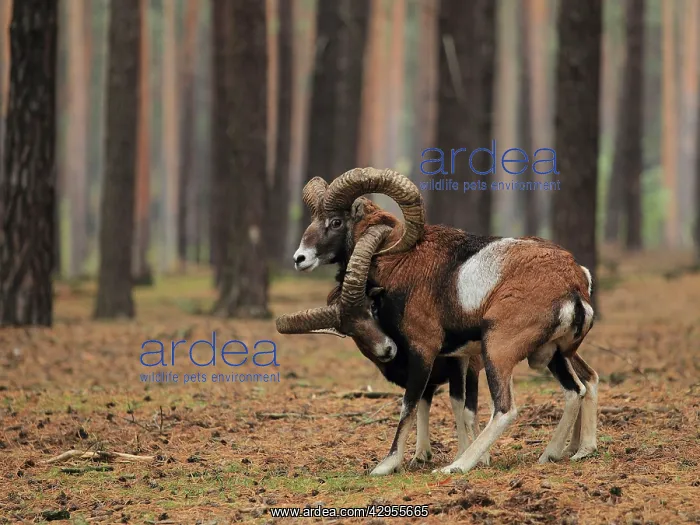 : Mouflon Sheep - Rams fighting getting their horns stuck : Mouflon Sheep - Rams fighting getting their horns stuck
