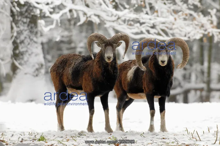 : Mouflon Sheep - Rams in snow : Mouflon Sheep - Rams in snow