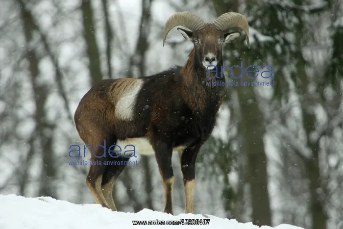  : Mouflon Sheep - Young ram, on alert in snow covered