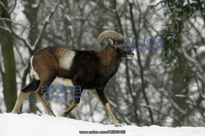 : MOUFLON Sheep - young ram running through snow : MOUFLON Sheep - young ram running through snow