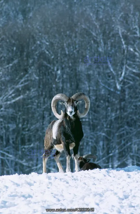 : MOUFLON - in snowy scene : MOUFLON - in snowy scene