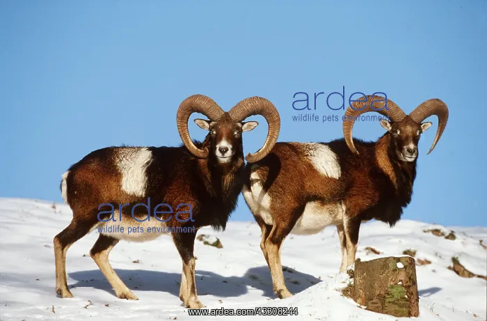 : MOUFLON - x two, standing in snow : MOUFLON - x two, standing in snow