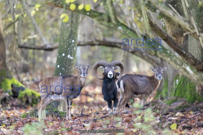 : Mouflons autumn : Mouflons autumn