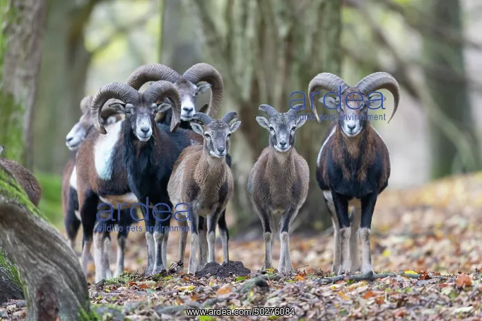 : Mouflons autumn : Mouflons autumn