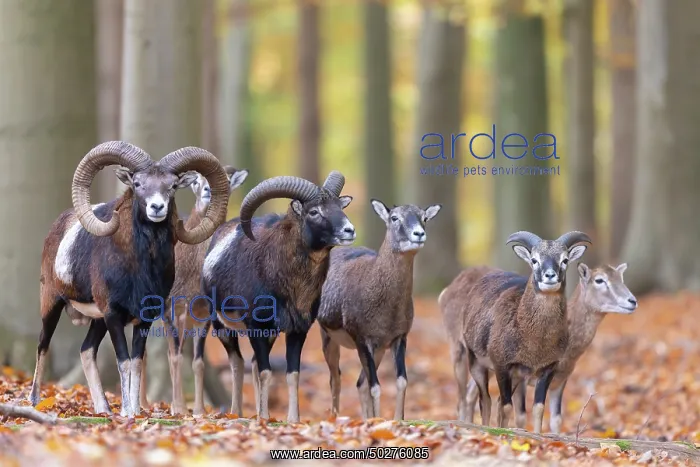 : Mouflons autumn : Mouflons autumn