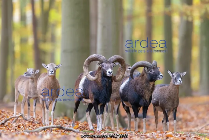 : Mouflons autumn : Mouflons autumn