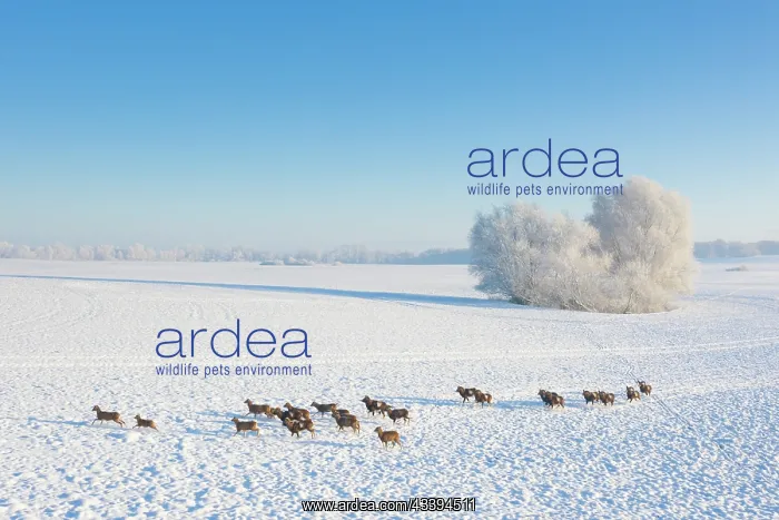 : Mouflons winter : Mouflons winter