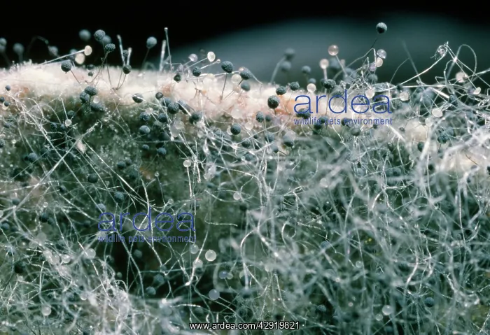  : Mould - on bread