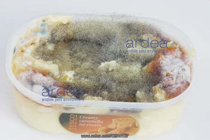 : Mould / mold growing on surface of food left in plastic dish : Mould / mold growing on surface of food left in plastic dish