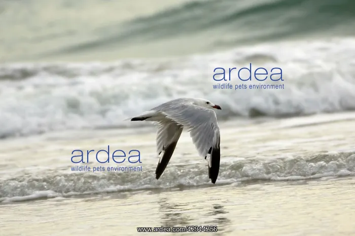 : Moulting adult Audouin's Gull In flight : Moulting adult Audouin's Gull In flight