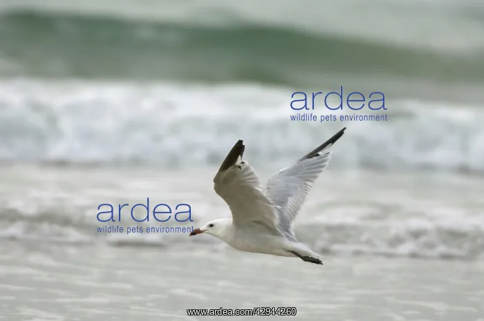 : Moulting adult Audouin's Gull In flight : Moulting adult Audouin's Gull In flight