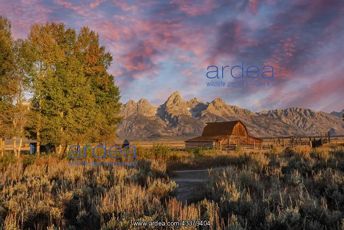 : Moulton barn at sunrise and Teton Range, Grand Teton : Moulton barn at sunrise and Teton Range, Grand Teton