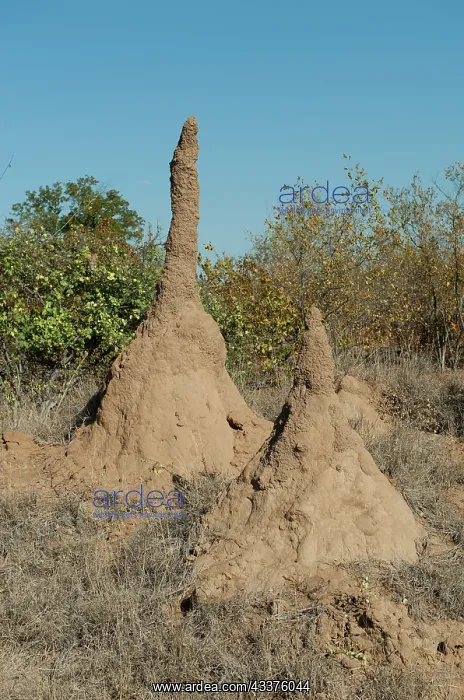 : Mound-building Termite mounds - Kruger National : Mound-building Termite mounds - Kruger National