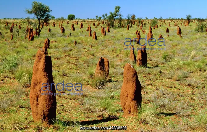 : Mounds of termite : Mounds of termite