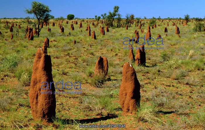  : Mounds of termite (Amitermes vitiosus) Tanami Desert