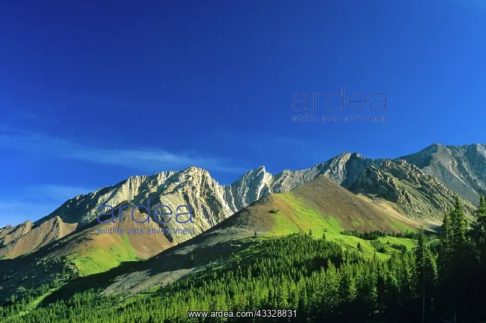  : Mount Arethesa in the Kananaskis Country