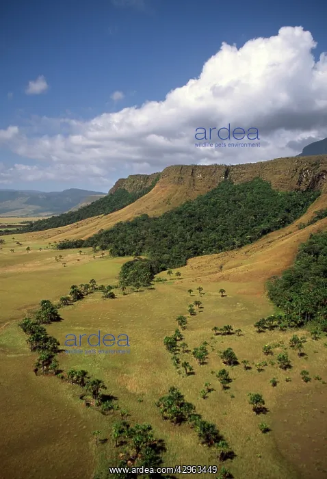 : Mount Auyantepui (Auyantepuy, Devil's Mountain) : Mount Auyantepui (Auyantepuy, Devil's Mountain)