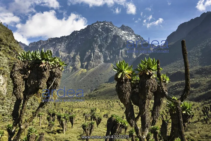 : Mount Baker and Bujuku bog, Rwenzori, Uganda : Mount Baker and Bujuku bog, Rwenzori, Uganda