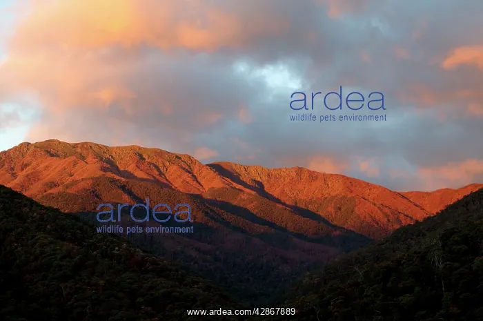  : Mount Bogong