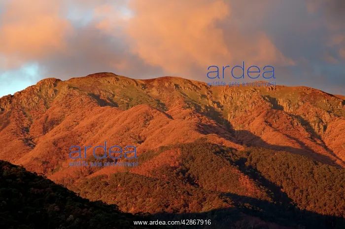 : Mount Bogong : Mount Bogong