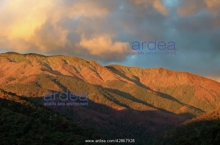 : Mount Bogong : Mount Bogong