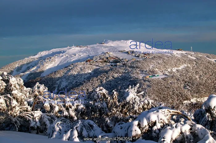 : Mount Buler ski resort from Corn Hill Mount Buller : Mount Buler ski resort from Corn Hill Mount Buller