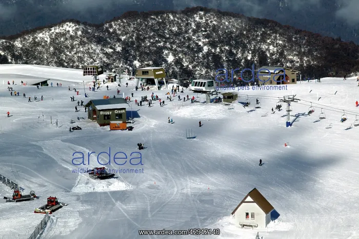 : Mount Buller Alpine Resort, Boggy Creek.view from : Mount Buller Alpine Resort, Boggy Creek.view from