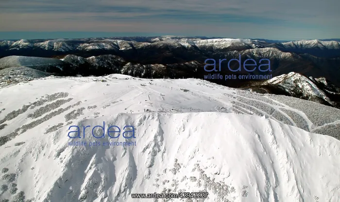 : Mount Buller Alpine Resort Mount Buller Alpine : Mount Buller Alpine Resort Mount Buller Alpine